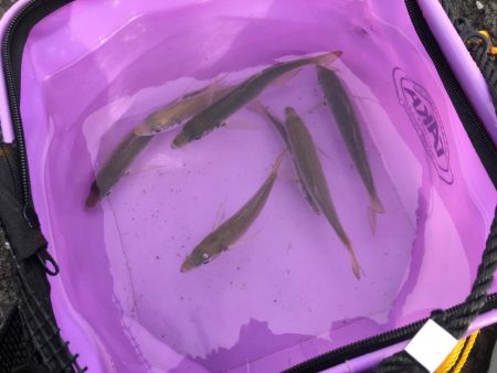 ジグサビキでアジ、サバ